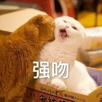 萌宠喵星人强吻亲亲搞怪逗gif动图_动态图_表情包下载_soogif