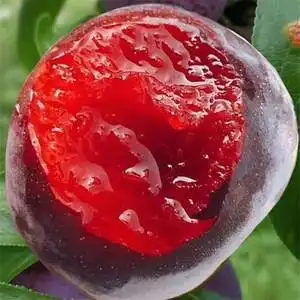 新品种澳洲特大红肉蜜李早熟李子苗嫁接李子树南北方种植当果树苗