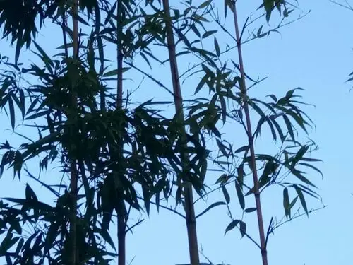 自拍无滤镜苏林