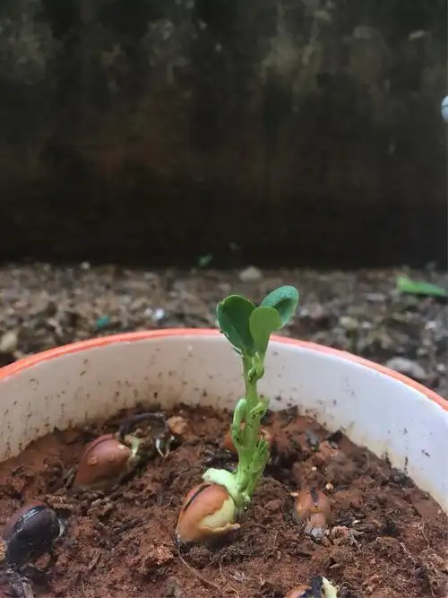 种植蚕豆苗 - 美篇