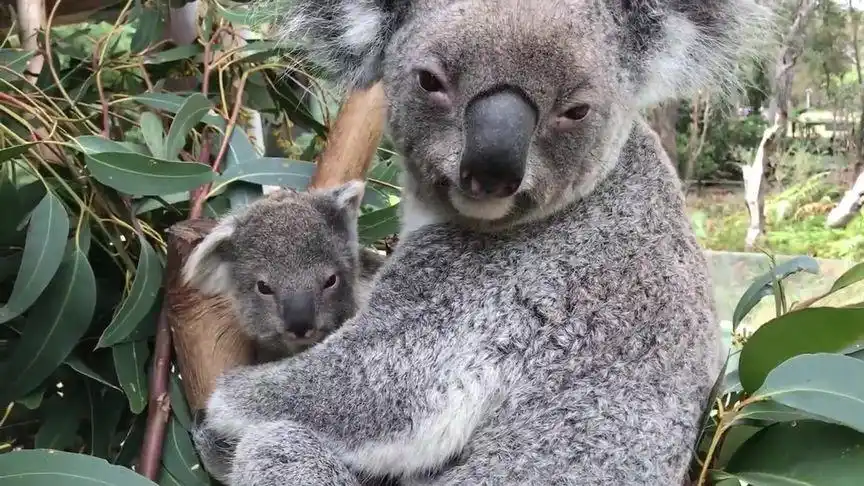 太可爱了,考拉妈妈抱着孩子的动作,周围人都笑了