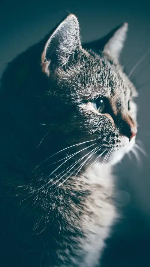 4k超清手机壁纸:喵,喵,喵,里面传来小猫的叫声