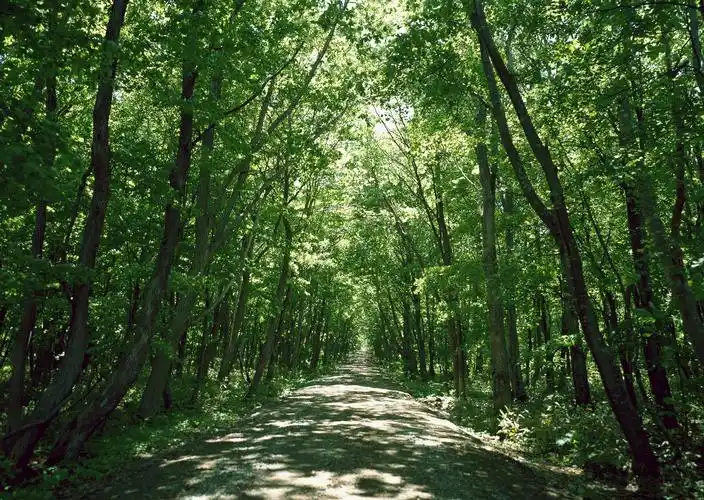 高清晰绿色森林树木壁纸