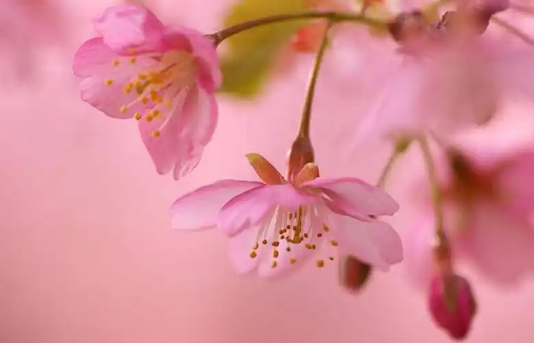 2,未来一个月桃花运**的属相:身边有桃花盛开,感情上迎来好运的生肖