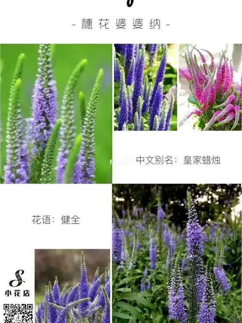 今日分享_鼠尾草_夏天去哪玩_花店_花语_家居家装_家居装饰