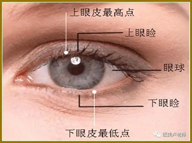 眼睑位于眼球前方,分上,下眼睑,眼睑间的裂缝称睑裂.