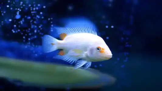 关于鱼的唯美句子