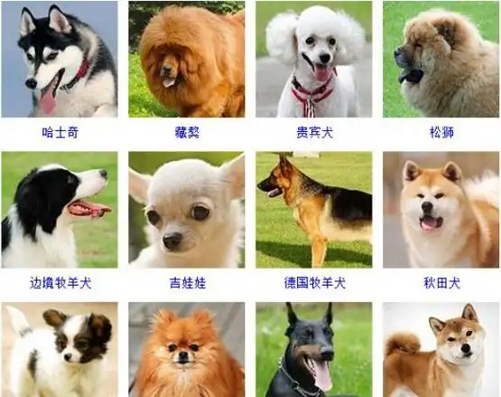 00种名犬图片及名字,英国名犬图片和名字图2