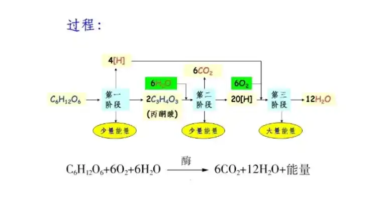 有氧呼吸的三个阶段场所