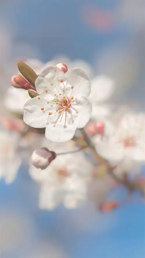 日系小清新唯美风景