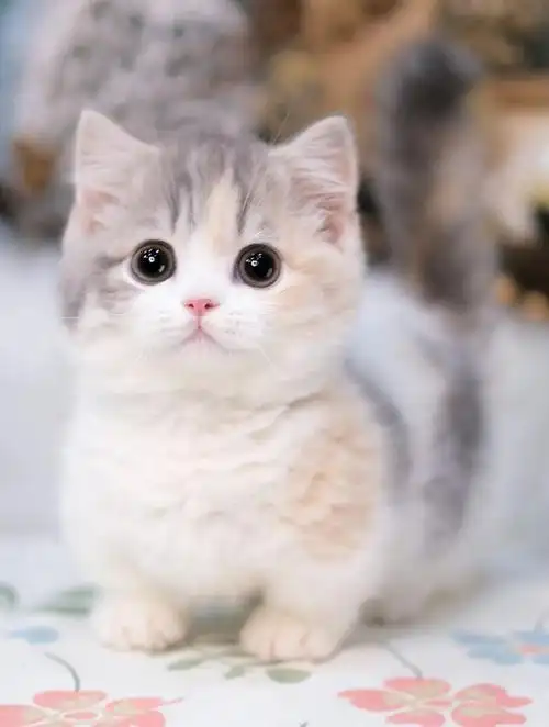 卖图晒单分享猫狗双全捕捉最萌瞬间可爱猫#小猫还没有人打赏,快来当第