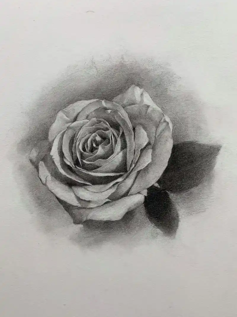 玫瑰花素描过程