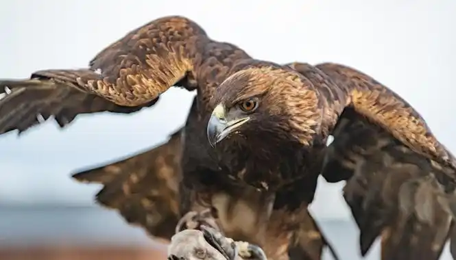 老鹰是哪个国家的国宝