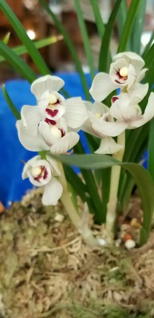 100种珍稀兰花,你喜欢哪个?