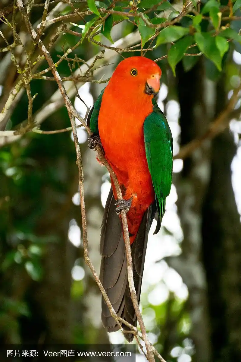 澳大利亚国王鹦鹉