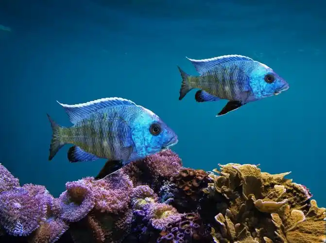 海底蓝色鱼图片