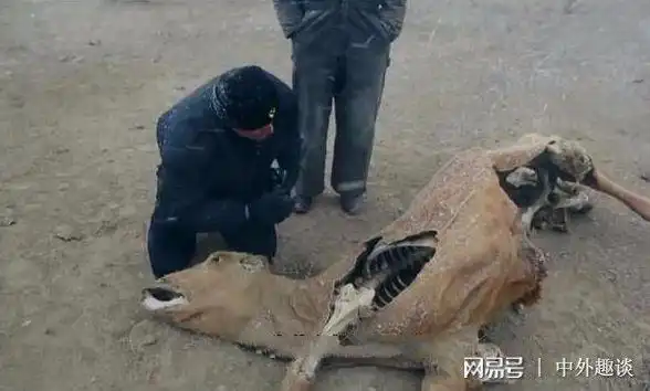 神秘的美国屠牛事件疑似外星人所为