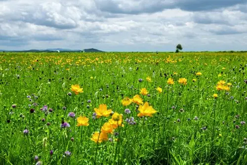 悠悠草原情,醉美花草香. 作者: 任峰