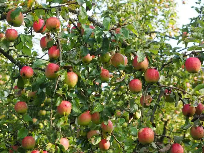 apple, apple tree, fruit, red, frisch, healthy