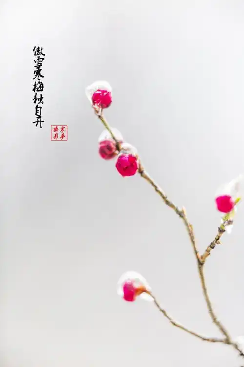 傲骨寒梅 (寒梦摄影)