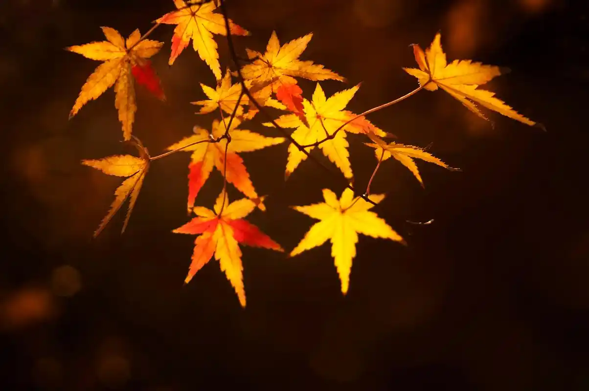 秋天唯美枫叶秋天是多彩的季节,枫叶无疑是秋季最靓丽的明星. - 抖音