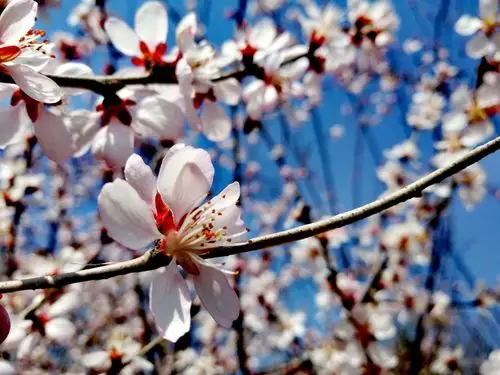 唯美情感杏花古诗十二首