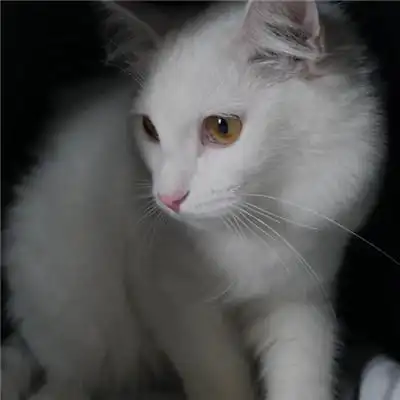 白色可爱猫头像 可爱白色小猫图片12张