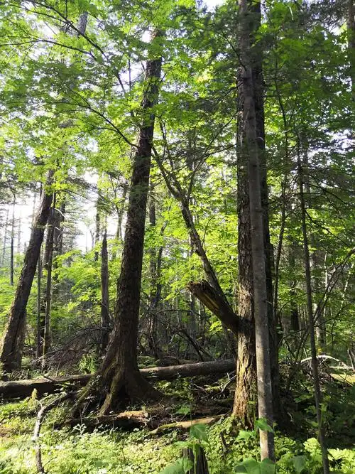 地下森林蕴藏在长白山北坡断陷的沟谷中,是区内海拔最低的景观,植被