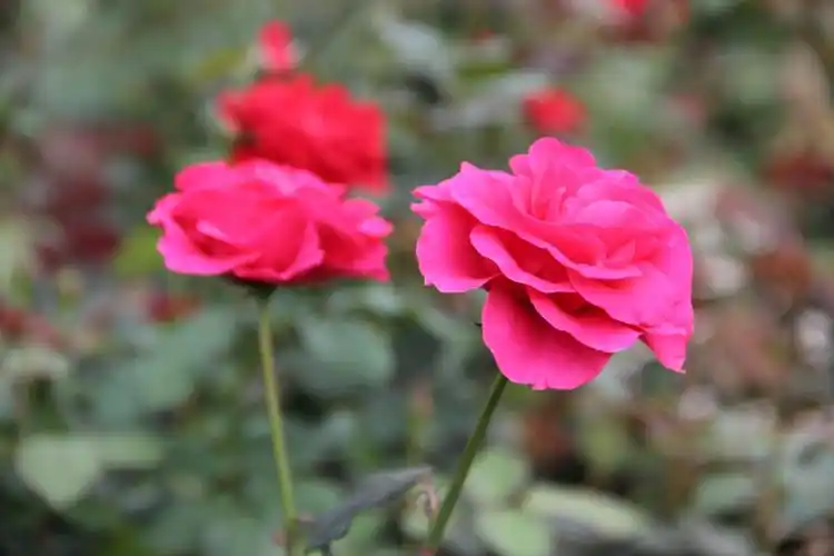 风雨彩虹,铿锵玫瑰,65张玫瑰照片送给您.
