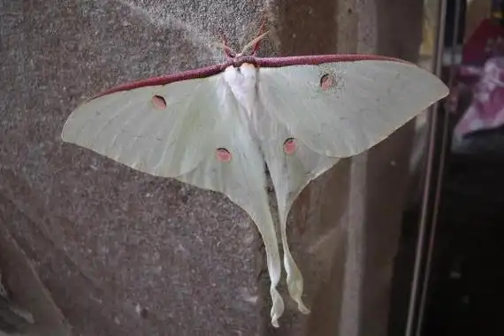 姬长尾水青蛾尾突细长如丝带被称最美的蛾子之一