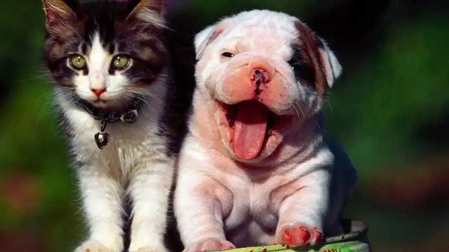 可爱萌宠小动物高清壁纸图片大全