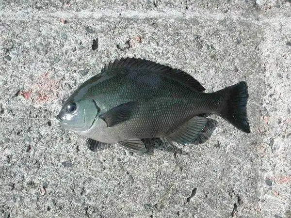 黑毛鱼体呈椭圆形,体色为紫黑色,体侧鳞片上多有小黑斑,各鳍基部亦有