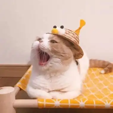 萌宠动物搞笑可爱头像超级可爱的萌宠图片头像高清大图