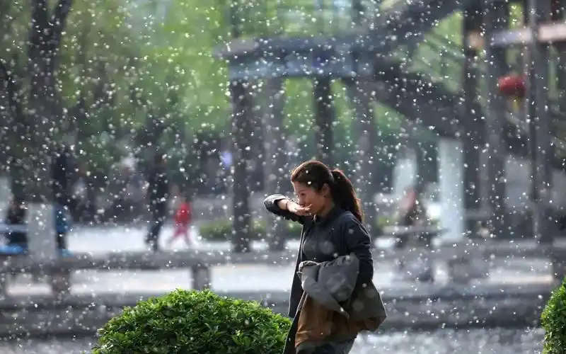 又到一年飞絮时