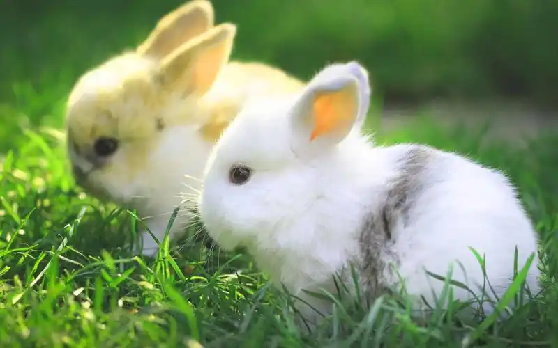 呆萌可爱双胞胎宠物图片桌面壁纸