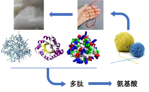 蛋白质长什么样子?