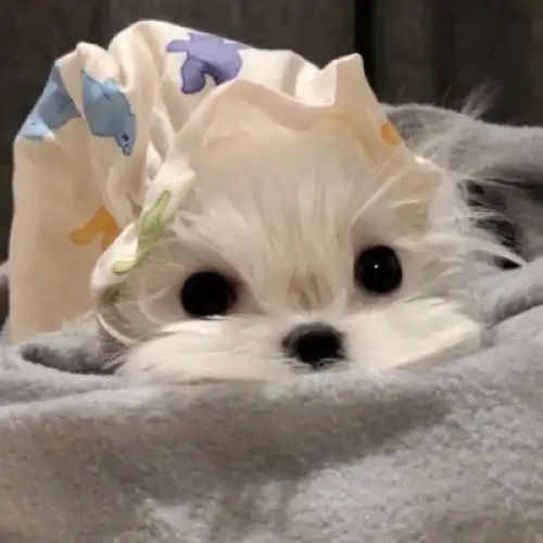 可爱的萌宠头像酷爱狗狗萌宠的你会喜欢的