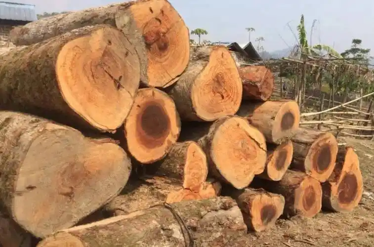 原创一棵树值25亿金丝楠木贵如黄金树苗才12元却没人种植