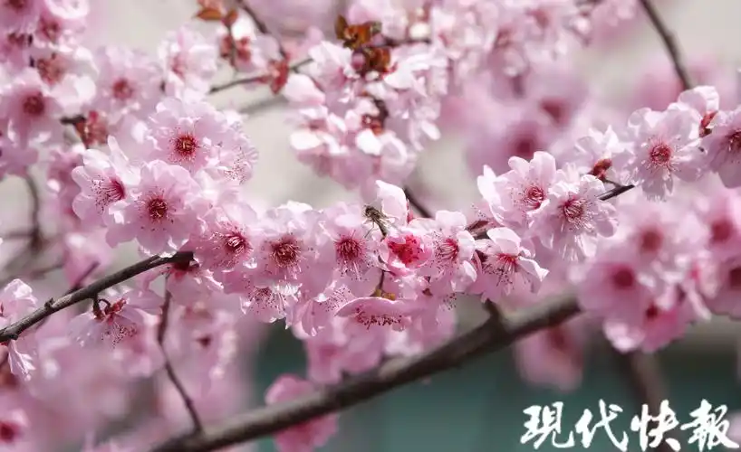 美人梅绚烂绽放,南京"粉色花路"好浪漫-现代快报网