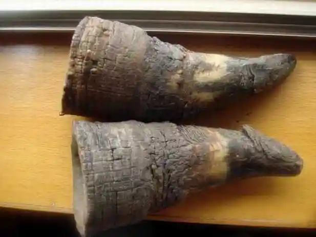 犀牛角的功效与作用犀角的药用价值