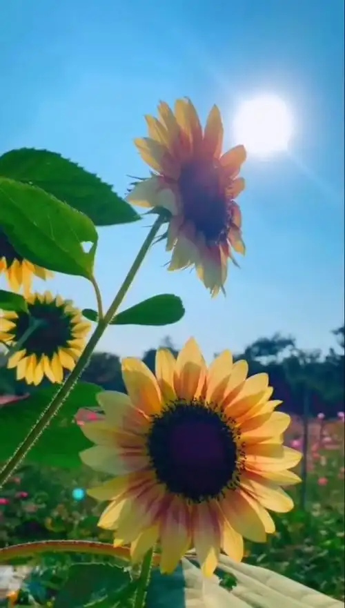 让世界对着你微笑:给别人一份好心情,让生活对我们微笑,好心情是人生