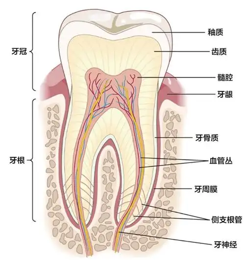 牙齿的组织结构.图片来源:sparks