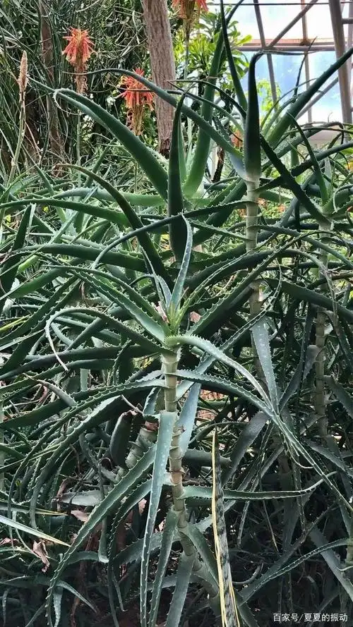 花草木杂记——木立芦荟