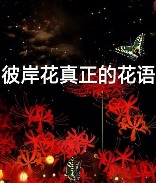 彼岸花真正的花语