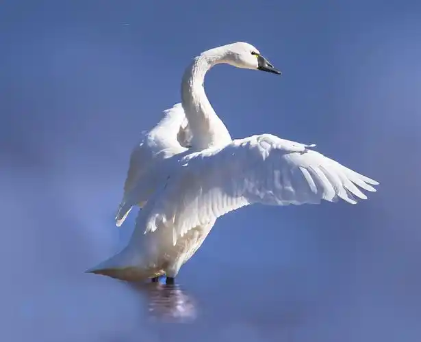 珍稀优雅的北美天鹅