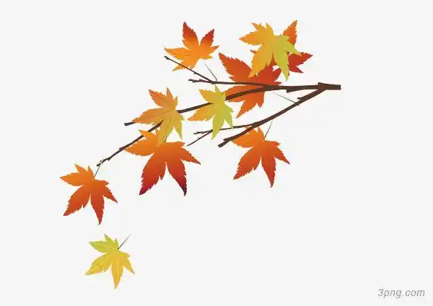 挂在枝头的枫叶png素材透明免抠图片-卡通手绘