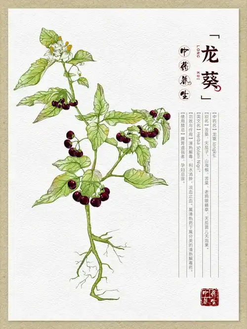 原创中草药手绘龙葵本草纲目
