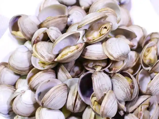 25种贝壳类海鲜盘点