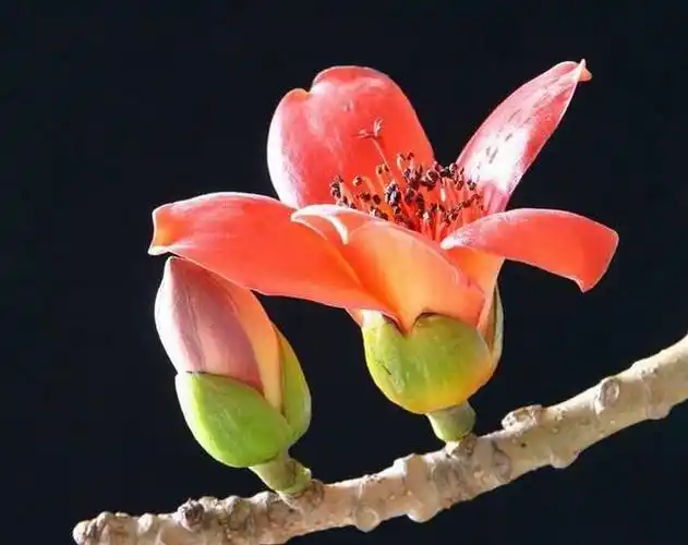 火红的英雄花——木棉花