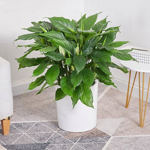 万年青植物防辐射甲醛空气净空盆栽叶植物常绿观室内大型绿植